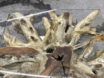 MODERN, ORGANIC, TEAK ROOT, COFFEE TABLE, GLASS PLATE, INDONESIA, 2022