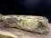 Petrified Wood Sink, Top Quality, Beige, Brown, Yellow Tones