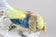 PORCELAIN FIGURINE, GOLDEN PHEASANT, GERMANY, 1920