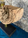 MODERN, ORGANIC, DRIFTWOOD TABLE LAMP, LED