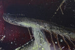 ABSTRACT PAINTING, CRAWFISH VS, TURTLE, ACRYLIC ON CANVAS
