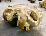 CONTEMPORARY,WOODEN,TEAK ROOT COFFEE TABLE